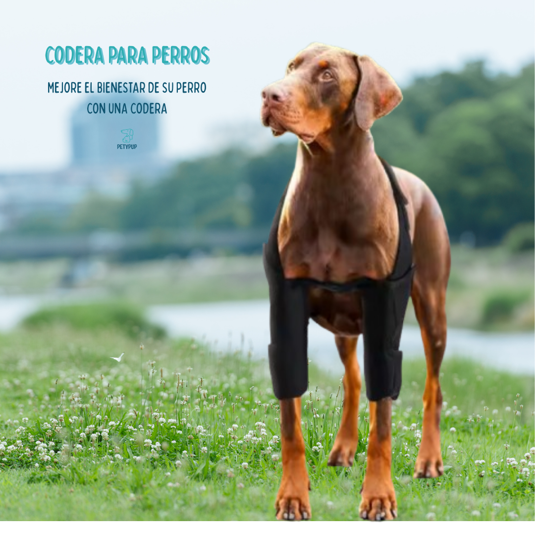 Rodilerras para perros 🦴🐕‍🦺