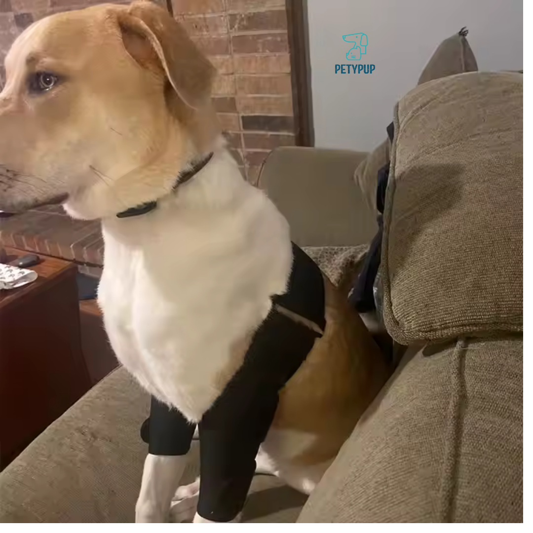 Rodilerras para perros 🦴🐕‍🦺
