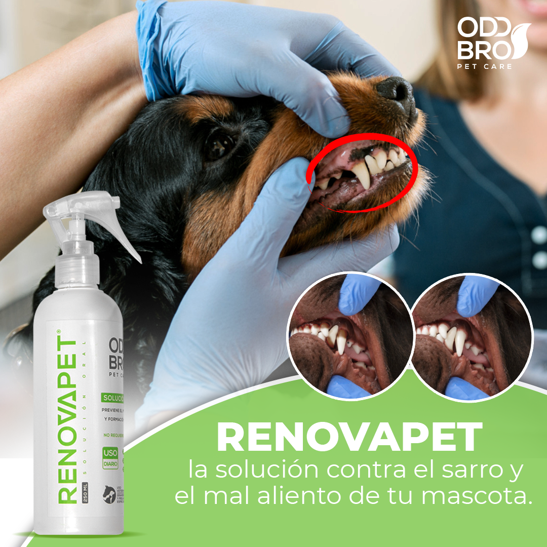 Pague 2 Espuma limpiadora y desinfectante para patas de perros y gatos  y Lleve GRATIS 1 Renovapet Oral