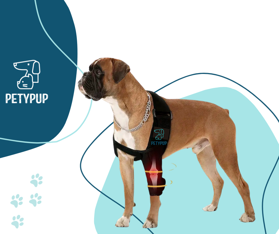 Rodillera delantera para perros pata Izquierda 🦴🐕‍🦺